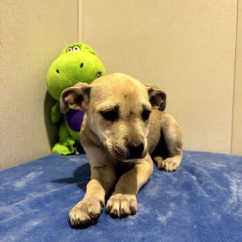 Pointer and Mixed Breed Dogs Available for Adoption in Tampa, Florida - Marianna | PetCurious