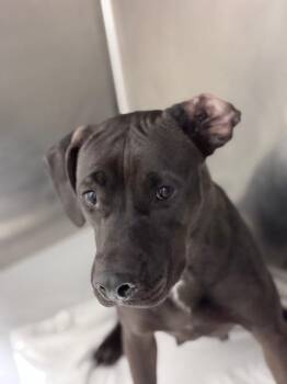 Labrador Retriever and Mixed Breed Dogs Available for Adoption in Doral, Florida - KATHERINE | PetCurious