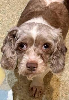Cockapoo Dogs Available for Adoption in Buffalo, New York - Laura | PetCurious