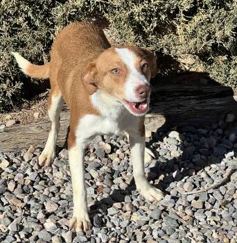 Beagle Dogs Available for Adoption - Absolutely Ashley ~ Amazingly Sweet | PetCurious