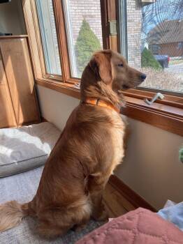 Golden Retriever Dogs Available for Adoption in Grand Rapids, Michigan - Tucker | PetCurious