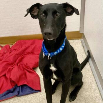 Gonzo -  Mixed Breed Dog for Adoption in Ballston Spa, New York - Gonzo | PetCurious