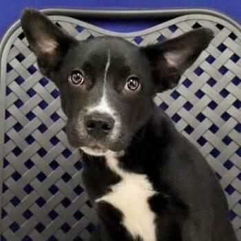 Voodoo -  Shepherd Dog for Adoption in Fort Davis, Texas - Voodoo | PetCurious