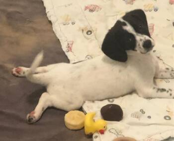 Beagle and Chihuahua Dogs Available for Adoption in Colleyville, Texas - Addi | PetCurious