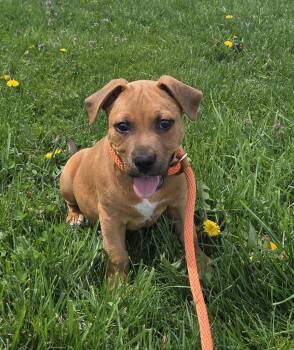 Labrador Retriever Dogs Available for Adoption in Muncie, Indiana - Gaspar | PetCurious