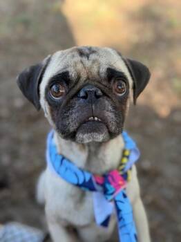 Pug and Mixed Breed Dogs Available for Adoption in Carlsbad, California - PugBerto | PetCurious