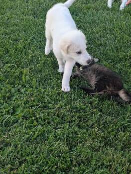 Yuki -  Great Pyrenees Dog for Adoption in Grove City, Ohio - Yuki | PetCurious