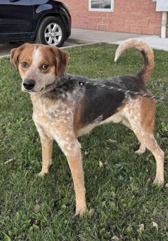 Rescue Australian Cattle Dog Blue Heeler Dogs for Adoption in Maryville, Missouri - Tank | PetCurious