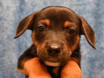 Hummus -  Terrier and Mixed Breed Dog for Adoption in Portland, Oregon - Hummus | PetCurious