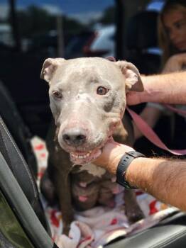 Stella Lee -  American Bulldog Dog for Adoption in Lakeland, Florida - Stella Lee | PetCurious