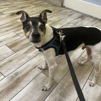 Pepper -  Rat Terrier Dog for Adoption in Merritt Island, Florida - Pepper | PetCurious