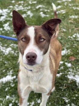 Siberian Husky Dogs Available for Adoption in Lancaster, Ohio - Sam | PetCurious