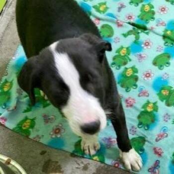 Buttercup - Stray Hold Up 10/18 -  Labrador Retriever and Shepherd Dog for Adoption in Spokane, Washington - Buttercup - Stray Hold Up 10/18 | PetCurious