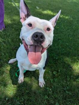 Daphne -  Pit Bull Terrier Dog for Adoption in Valparaiso, Indiana - Daphne | PetCurious