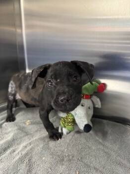 Rescue Labrador Retriever and Mixed Breed Dogs for Adoption in San Antonio, Texas - Lady | PetCurious