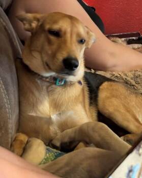 Mixed Breed Dogs Available for Adoption - Lucy | PetCurious