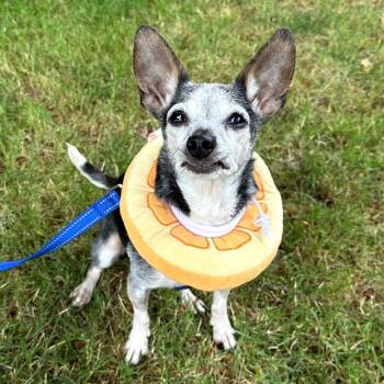 Emma -  Chihuahua and Dachshund Dog for Adoption in Woodinville, Washington - Emma | PetCurious