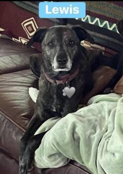 Lewis URGENT -  Hound and Mixed Breed Dog for Adoption in Alexander, Arkansas - Lewis URGENT | PetCurious