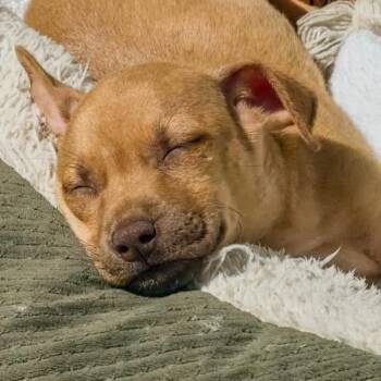 Carly 2 -  Mixed Breed Dog for Adoption in Frederiksted, St. Croix - Carly 2 | PetCurious