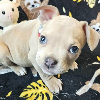 French Bulldog and Chihuahua Dogs Available for Adoption - Mateo | PetCurious