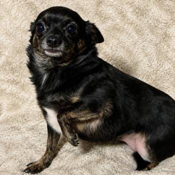 Ivee -  Chihuahua Dog for Adoption in Pelham, New Hampshire - Ivee | PetCurious