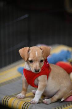 Stevie - Chiweenie Cuties -  Chiweenie Dog for Adoption in Falmouth, Maine - Stevie - Chiweenie Cuties | PetCurious