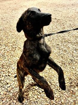 Collie Dogs Available for Adoption in Brookhaven, Mississippi - Rocky 26 | PetCurious