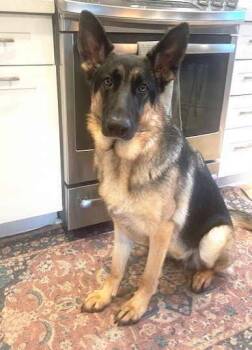 Rescue German Shepherd Dog Dogs for Adoption in Pleasant Grove, California - Millie | PetCurious