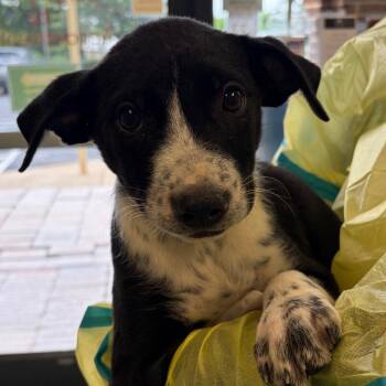 Birdie -  Mixed Breed Dog for Adoption in Nashville, Tennessee - Birdie | PetCurious
