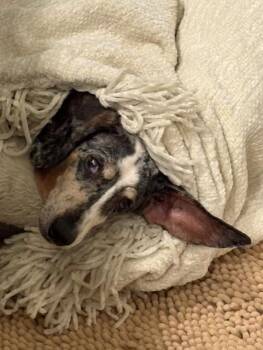 Daisy -  Dachshund Dog for Adoption in Sarasota, Florida - Daisy | PetCurious