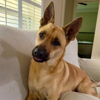 Iris -  German Shepherd Dog Dog for Adoption in Richmond, Texas - Iris | PetCurious