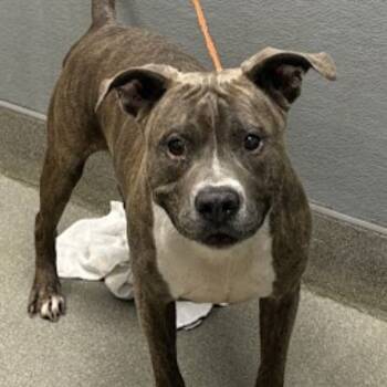 Rescue Pit Bull Terrier Dogs for Adoption in Pahrump, Nevada - Sven | PetCurious