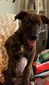 Banjo -  Feist Dog for Adoption in Walker, Louisiana - Banjo | PetCurious