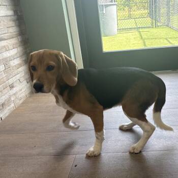 BOE6 1937 aka Belle -  Beagle Dog for Adoption in Loxahatchee Groves, Florida - BOE6 1937 Aka Belle | PetCurious