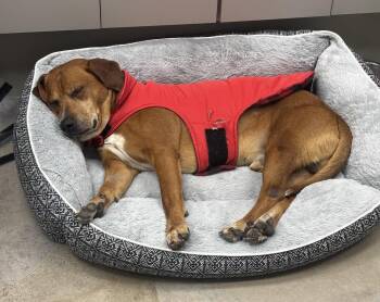 Mixed Breed Dogs Available for Adoption - Opie | PetCurious