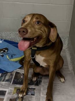 Rescue Mixed Breed Dogs for Adoption in Carrollton, Texas - Dawson | PetCurious