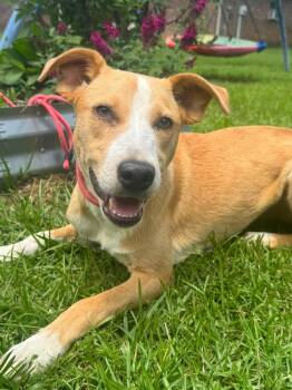 Carolina Dog Dogs Available for Adoption in Syracuse, New York - Honeybee | PetCurious