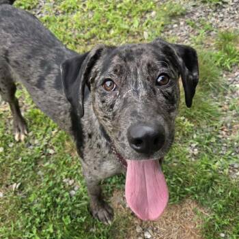 CT Colt -  Catahoula Leopard Dog and Mixed Breed Dog for Adoption in Eastford, Connecticut - CT Colt | PetCurious