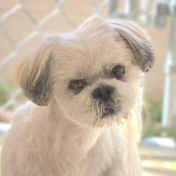 Lhasa Apso Dogs Available for Adoption - Cornelius | PetCurious