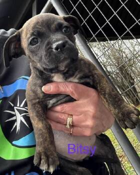 Boxer and Pit Bull Terrier Dogs Available for Adoption - Bitsy | PetCurious
