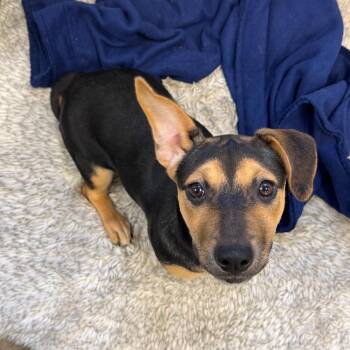 Mixed Breed and Dachshund Dogs Available for Adoption in Mankato, Minnesota - Sissy | PetCurious