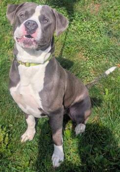 GASTON -  American Bulldog and Pit Bull Terrier Dog for Adoption in Akron, Ohio - GASTON | PetCurious