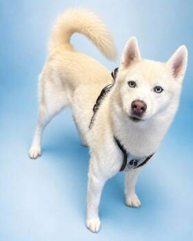 Broady -  Siberian Husky and Mixed Breed Dog for Adoption in Bowling Green, Kentucky - Broady | PetCurious