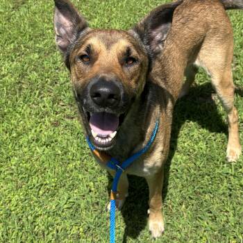 Frank -  German Shepherd Dog Dog for Adoption in Collierville, Tennessee - Frank | PetCurious