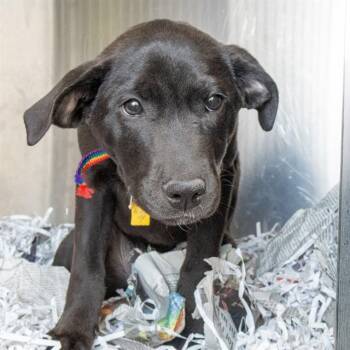 Labrador Retriever and Mixed Breed Dogs Available for Adoption in St. Louis, Missouri - EARTHQUAKE | PetCurious