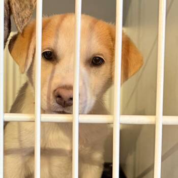 Husky and Shepherd Dogs Available for Adoption in Parker, Colorado - 483 (2026) Charley | PetCurious