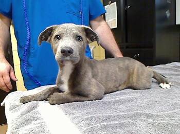 Pit Bull Terrier and Mixed Breed Dogs Available for Adoption in Cookeville, Tennessee - CUDDLES | PetCurious