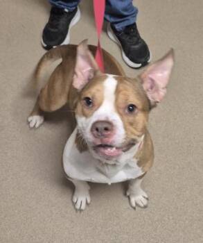 MOUTH -  Pit Bull Terrier and Mixed Breed Dog for Adoption in Decatur, Illinois - MOUTH | PetCurious