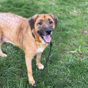 Shepherd and Labrador Retriever Dogs Available for Adoption in Aurora, Illinois - Chessie | PetCurious