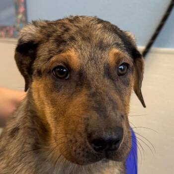 Bacon -  Mixed Breed Dog for Adoption in Las Cruces, New Mexico - Bacon | PetCurious